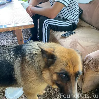 Найден пёс, в конце Бакунина
