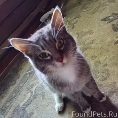 Найден домашний кот, Прохорова, 48б