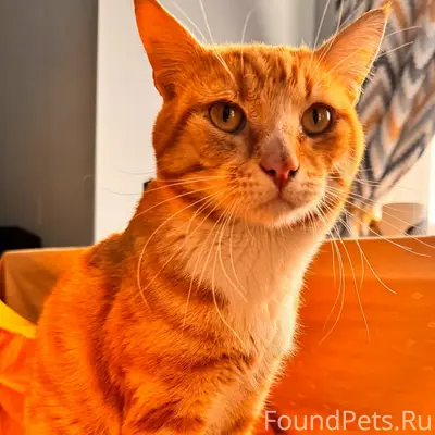 Найден рыжий кот, Рязань