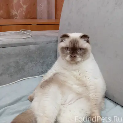 Пропал кот Батон