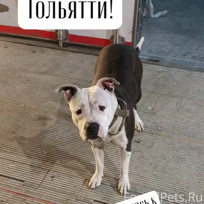 Найден аст, девочка