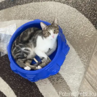 Потерялся Котик