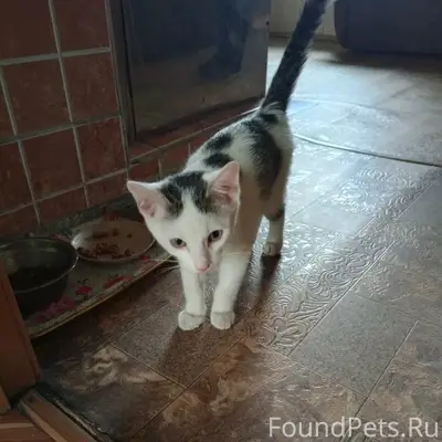 Найден котёнок-девочка, звоните 89516133867