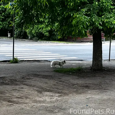 Пропала собака, район Совкомбанка