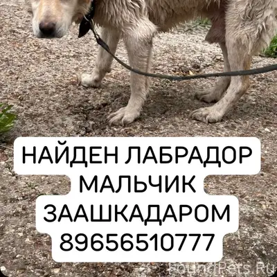 Найден Лабрадор, за Ашкадарью