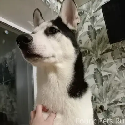 Пропала собака Дэни