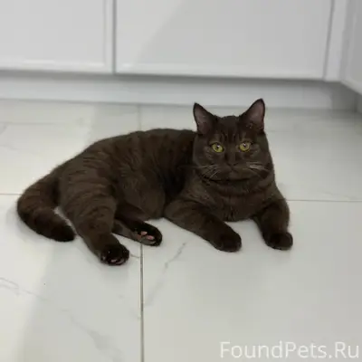 Пропал кот Степа