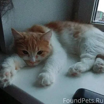 Пропал кот Мурзик, район Некрасова