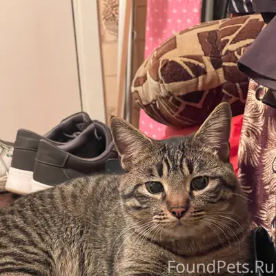 Найден кот, район рудника