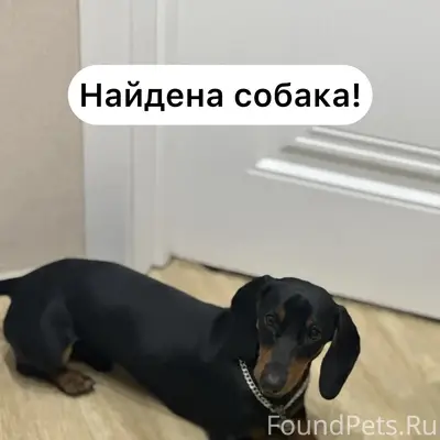 Найден щенок такса, район Мира-Льва Толстого
