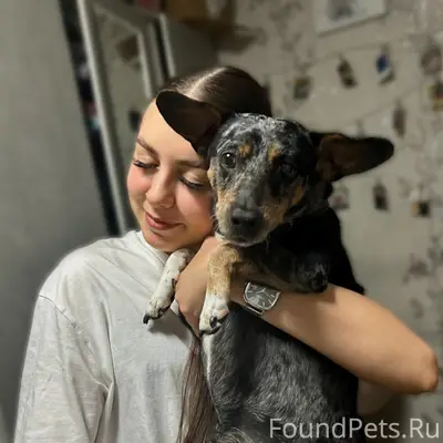 Пропал пес Бакс, Черемошники, Каштак, Радужный