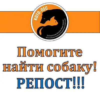 Пропал цвергпинчер Фрэнк, центральный пляж