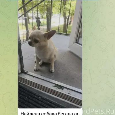 Найден тип собака, Н. Пролеточка, Пятигорск