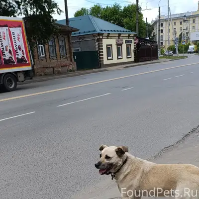 Найден пёс, улица Кузнецова