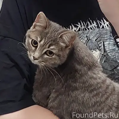 Найдена кошка 6-7 месяцев!!