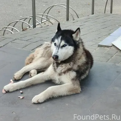 Найден хаски, Ставрополь, торговый центр Европейский