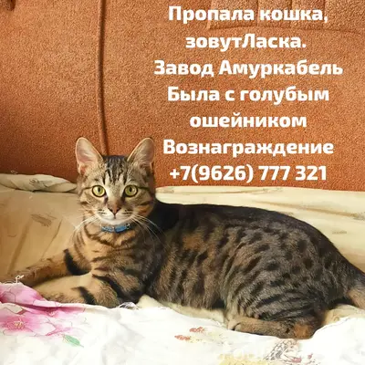 Пропала кошка Ласка, Хабаровск