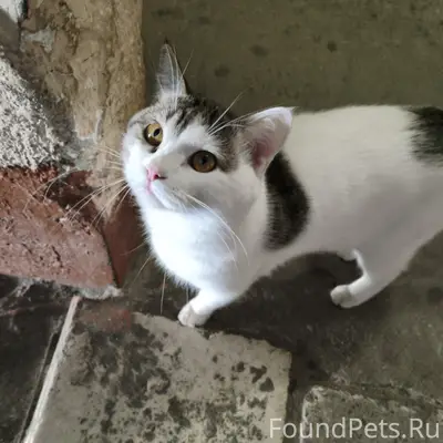Найдена кошка, Душенова 11