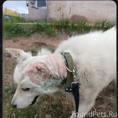 Пропал кобель, Братск, центральный район