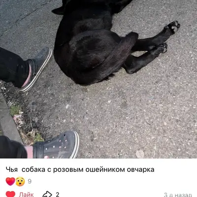 Пропала собака
