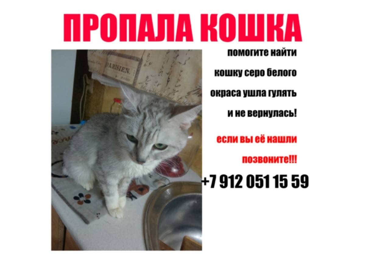 Пропала кошка Мася, Екатеринбург