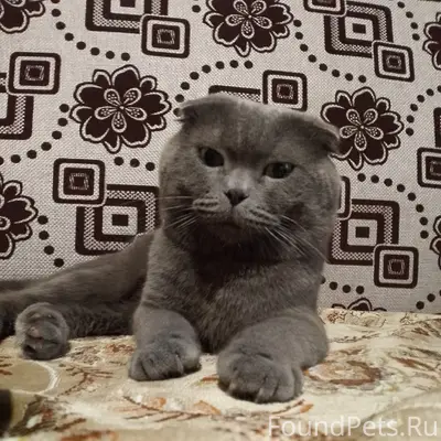 Пропал кот Степа, район муравейника