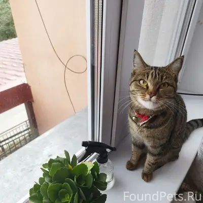 Пропала кошка Маня, есть особые приметы