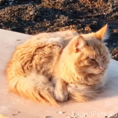 Пропал рыжий котик Симба, район Икра