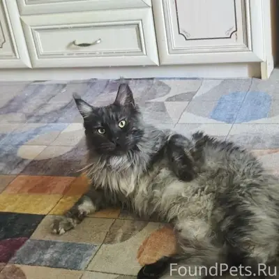 Пропала кошка, район ИК-53