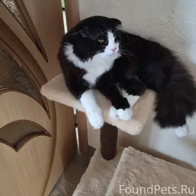 Пропал вислоухий кот, черно-белый окрас