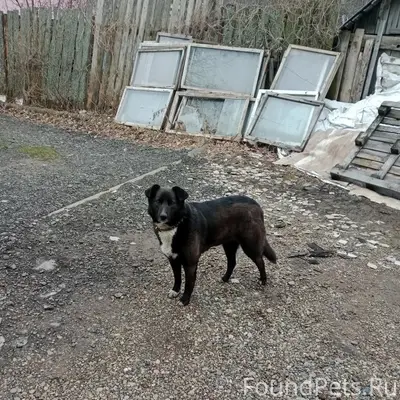 Пропала собака, огородный массив