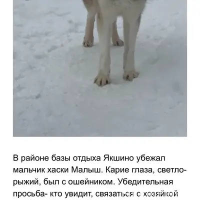 Пропал хаски Малыш, база отдыха Якшино