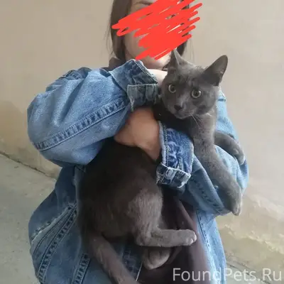 Найдена кошка, Екатеринбург, Центр