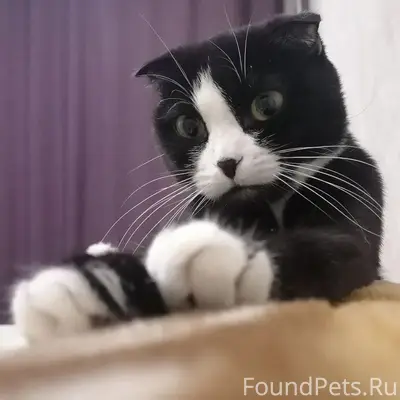Пропала чёрно-белая кошка Софа, Пенза