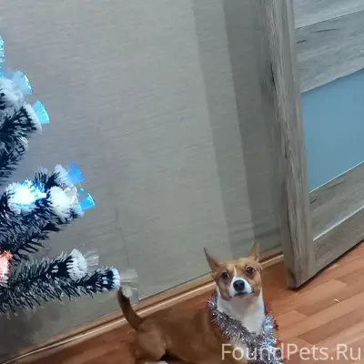 Пропал Майкл, собака