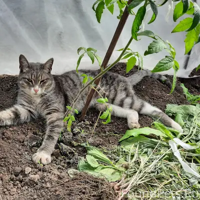 Найден кот, слегка прихрамывает, деревня
