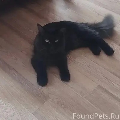 Пропала кошка Муся, п. Двинской
