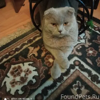 Пропал шотландский вислоухий кот Стёпа
