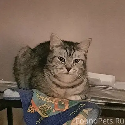 Пропал кот Семён, Верхняя Пышма