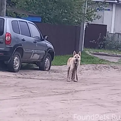 Пропала большая собака, улица Островского
