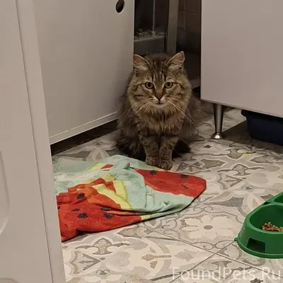 Найден котик, найден в районе Советской улицы