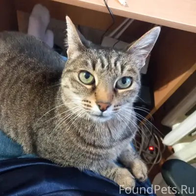 Пропала кошка Коша, район вокзала