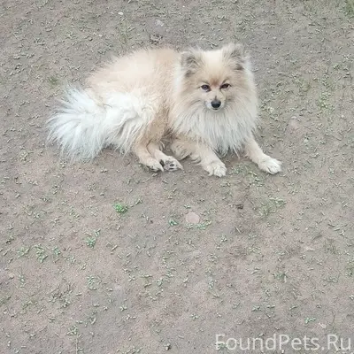 Найден шпиц, Боровки