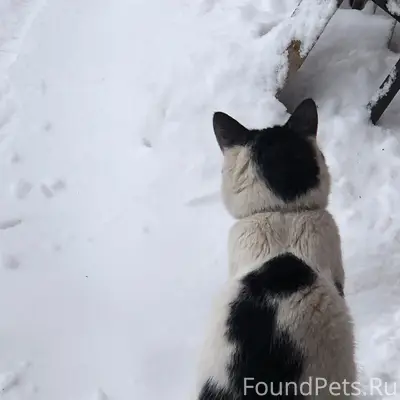 Пропал кот, Яскино