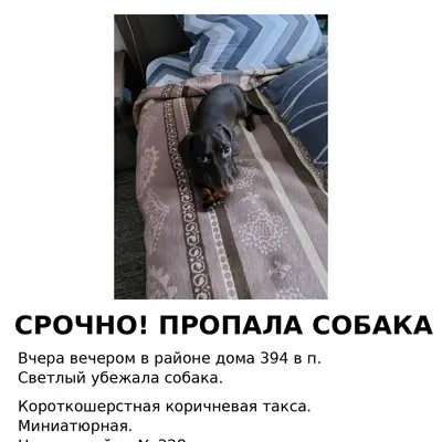 Пропала собака, район посёлка Светлого