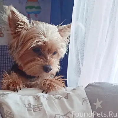 Пропала собака Йорк, без одного глаза