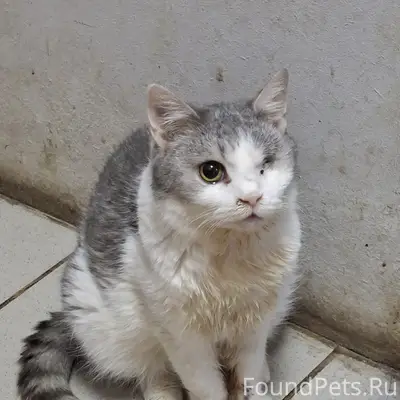 Пропала кошка, улица Чернышевского