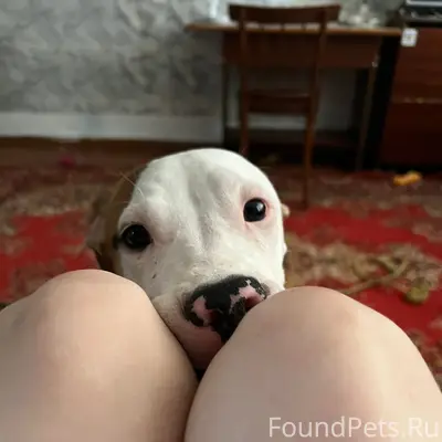 Пропала собака Белли