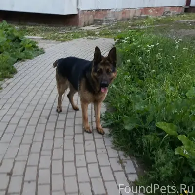 Пропал пёс, Ревякино