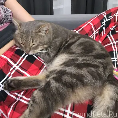 Пропал кот, п. Заречный